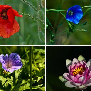 Blüten