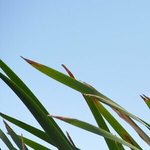 Natur