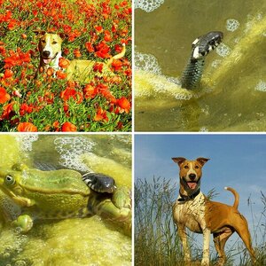 Tiere
