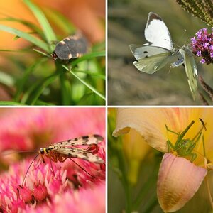 Insekten