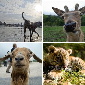 tierisches