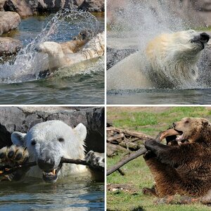 Tiere im Zoo