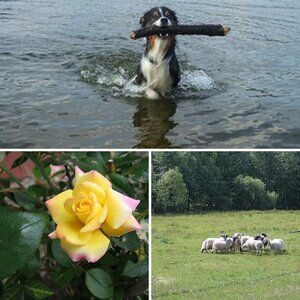 Mein Hund
