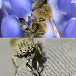 Insekten