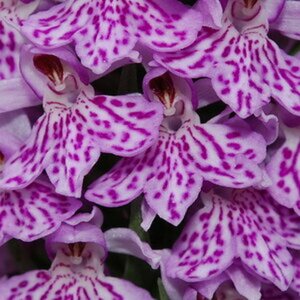 Blumen