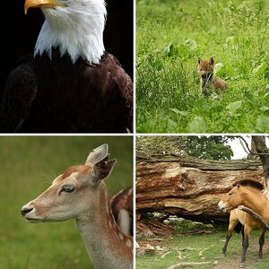 Tiere