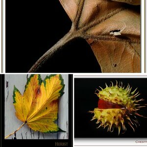 Makro