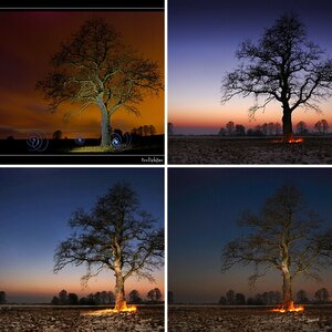 Bäume
