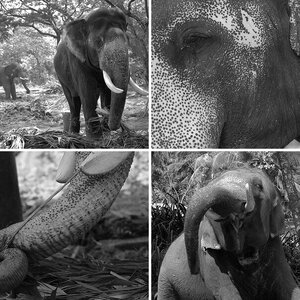 Elephantfarm