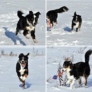 Meine Hunde