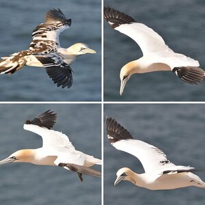 Helgoland