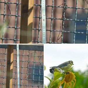 Testreihe zu Sigma 50-500