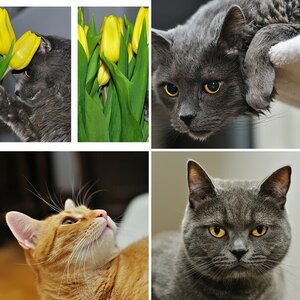 Katzen