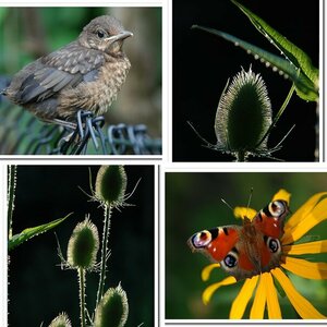 Bilder aus der Natur