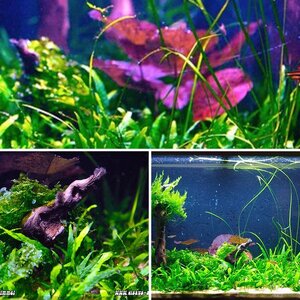 Aquarienfotografie