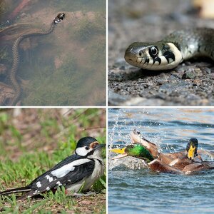 01 Tierfotos