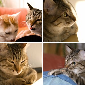 Katzen