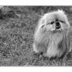 Tiere