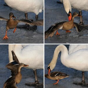 Die Ente kämpft