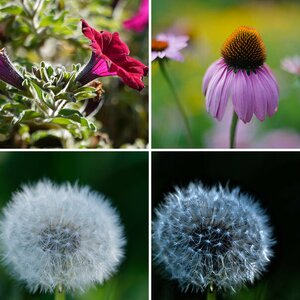 macro_flower_others