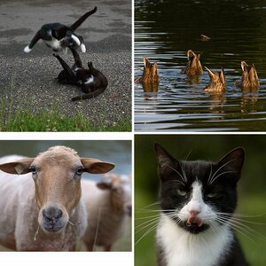 Tiere