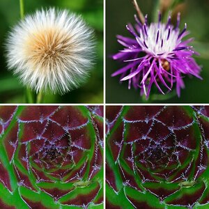 Blumen