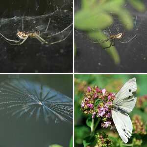 Insekten