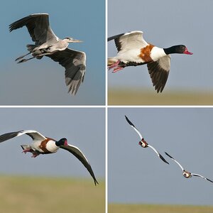 Wildlife