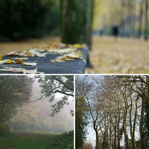 Wald