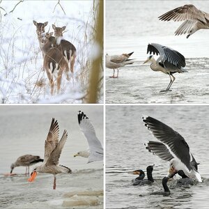 Usedom, Januar 2010