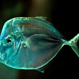 Fische