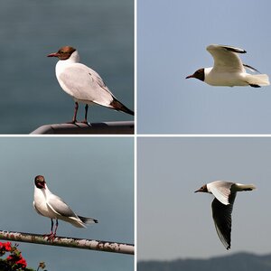 Wenig Brot viel Vögel !