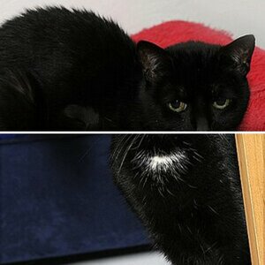 Katze