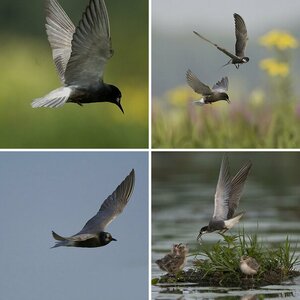 Begeisternde Avifauna