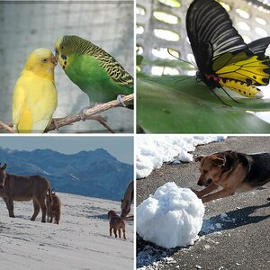 Tiere