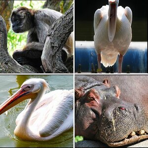 Tiere