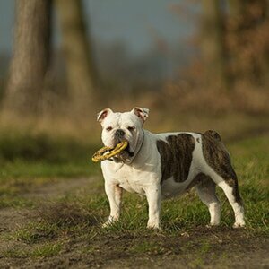 Hunde