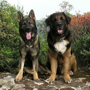 Nigel & Tequila