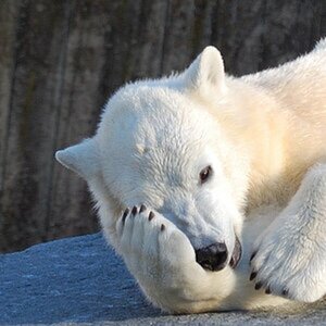 Wilbär