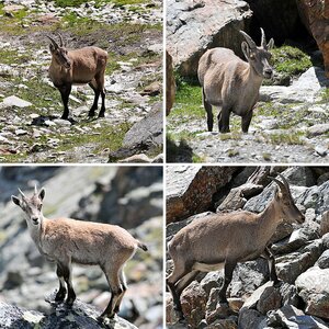 Steinbock Saastal (CH)