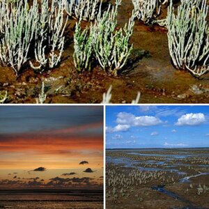 Wattenmeer Nordsee