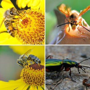 Insekten
