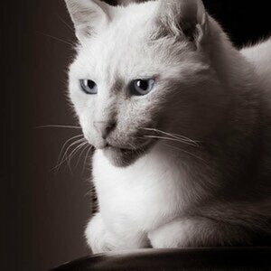 katz
