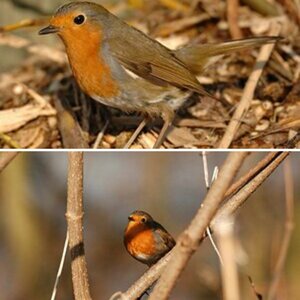Mini Wildlife