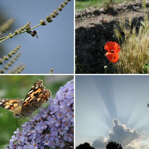 Natur/Tiere