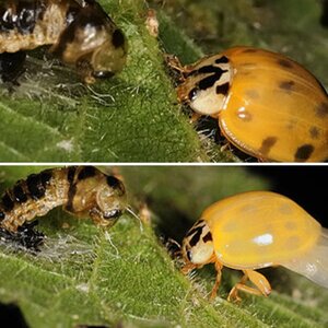 Insekten