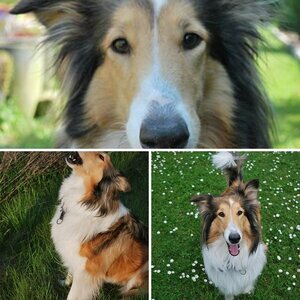 Hund:)