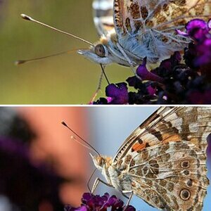 Test D40 + 18-105 VR