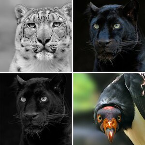 Zoo