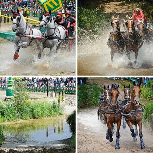 Riesenbeck International - Gespannfahren